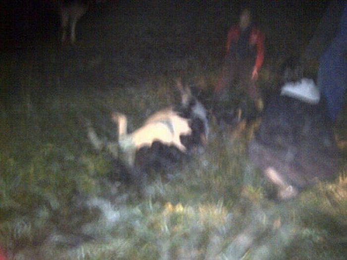 Koe in de sloot aan de Lemelerweg te Luttenberg - Foto: Dolfien Posthoorn
