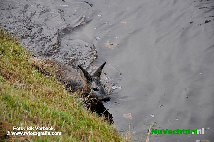 Vijf jonge reeën te water aan het Ommerkanaal te Ommen - Foto: Rik Verbeek