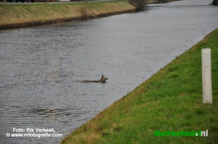 Vijf jonge reeën te water aan het Ommerkanaal te Ommen - Foto: Rik Verbeek