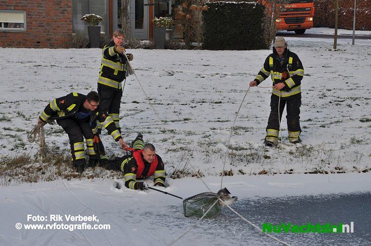 Meeuw vast op het ijs aan de Jan Tooropstraat in Ommen - Foto: Rik Verbeek
