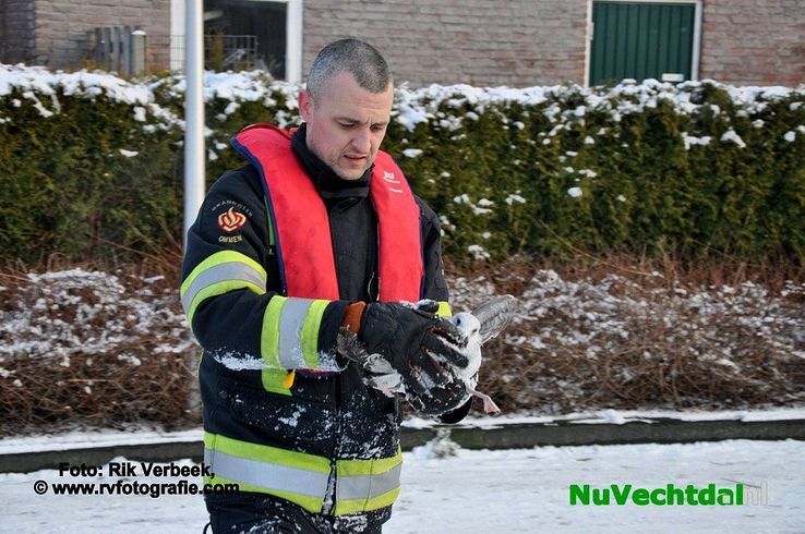 Meeuw vast op het ijs aan de Jan Tooropstraat in Ommen - Foto: Rik Verbeek