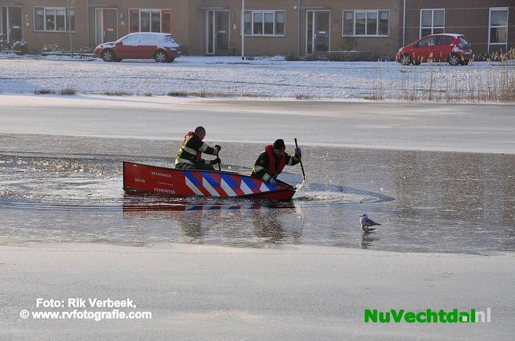 Meeuw vast op het ijs aan de Jan Tooropstraat in Ommen - Foto: Rik Verbeek