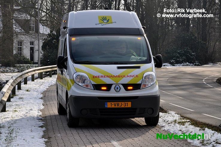 Brandweer haalt vastgevroren vogel van het ijs in Ommen - Foto: Rik Verbeek