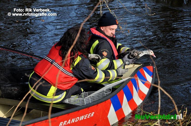 Brandweer haalt vastgevroren vogel van het ijs in Ommen - Foto: Rik Verbeek