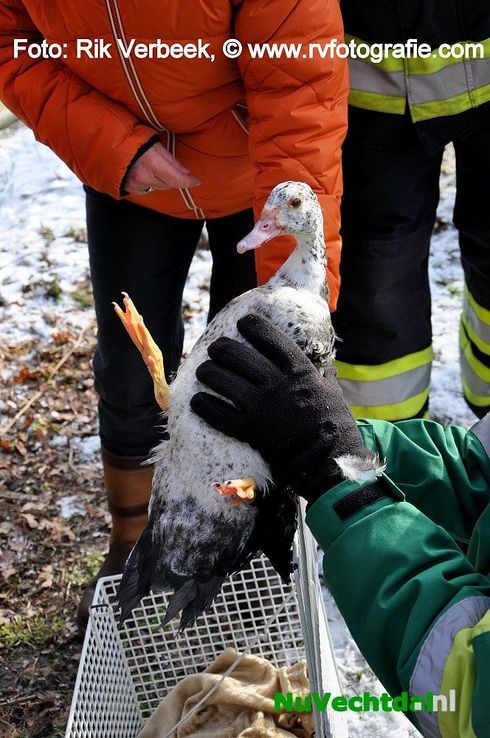 Brandweer haalt vastgevroren vogel van het ijs in Ommen - Foto: Rik Verbeek