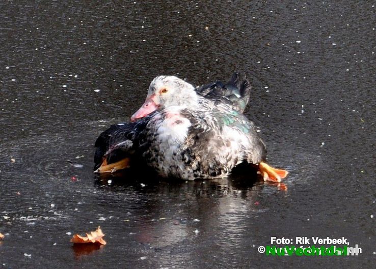 Brandweer haalt vastgevroren vogel van het ijs in Ommen - Foto: Rik Verbeek