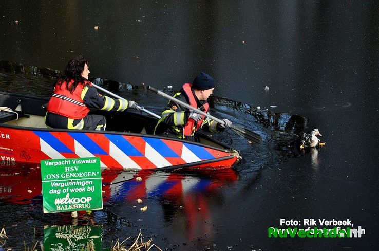 Brandweer haalt vastgevroren vogel van het ijs in Ommen - Foto: Rik Verbeek