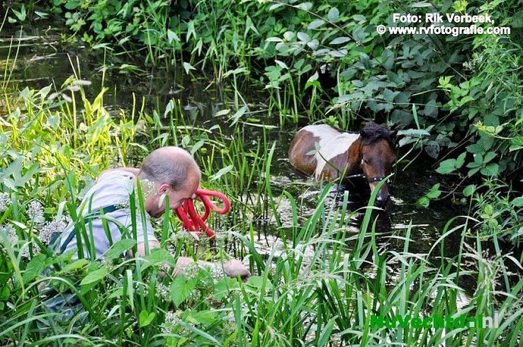Brandweer rukt uit voor pony te water in Ommen - Foto: Rik Verbeek