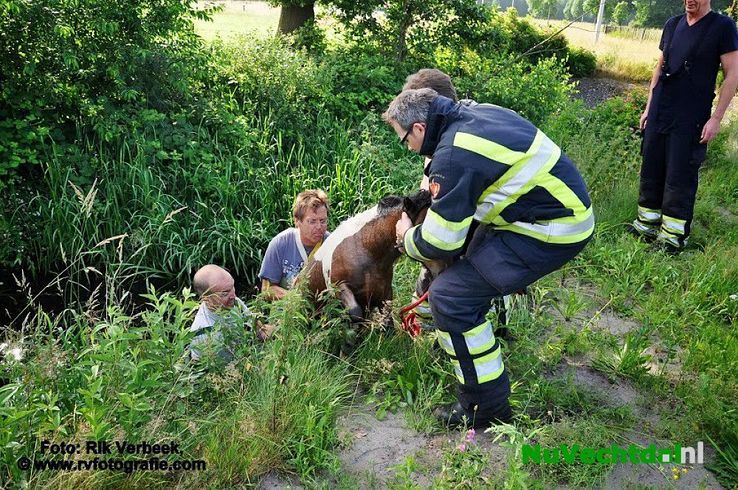 Brandweer rukt uit voor pony te water in Ommen - Foto: Rik Verbeek