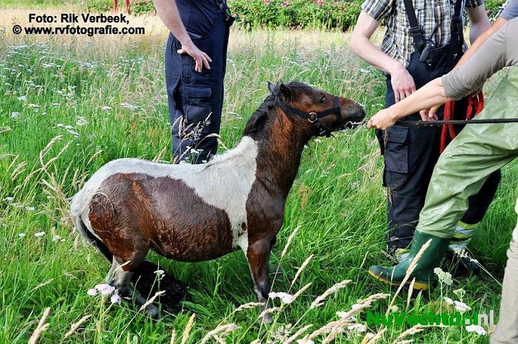 Brandweer rukt uit voor pony te water in Ommen - Foto: Rik Verbeek