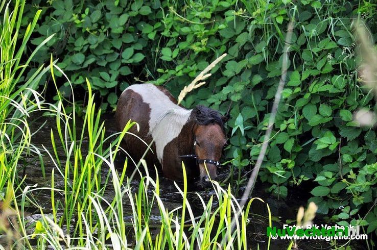 Brandweer rukt uit voor pony te water in Ommen - Foto: Rik Verbeek
