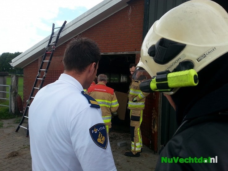 Brandweer redt kalf uit mestkelder Langsweg Dalfsen - Foto: Niels Jansen