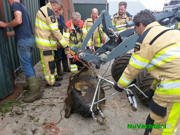 Brandweer redt kalf uit mestkelder Langsweg Dalfsen - Foto: Niels Jansen