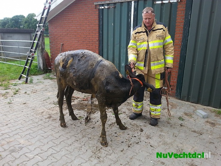 Brandweer redt kalf uit mestkelder Langsweg Dalfsen - Foto: Niels Jansen