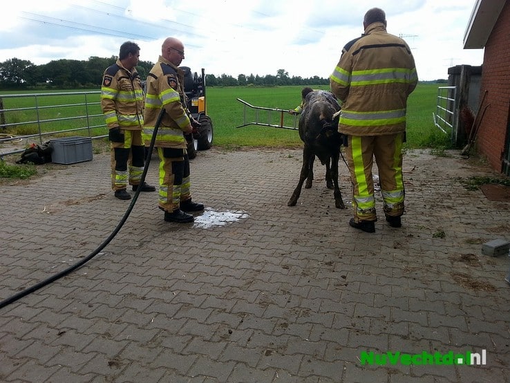 Brandweer redt kalf uit mestkelder Langsweg Dalfsen - Foto: Niels Jansen