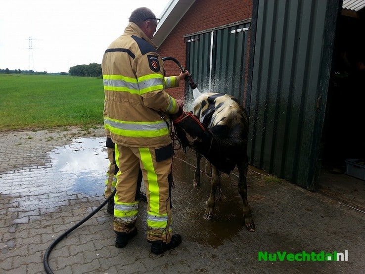 Brandweer redt kalf uit mestkelder Langsweg Dalfsen - Foto: Niels Jansen