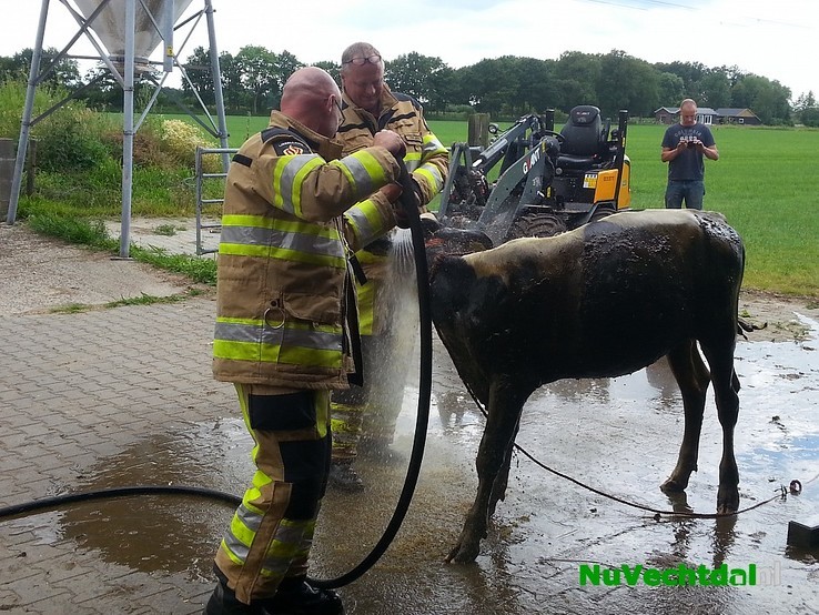Brandweer redt kalf uit mestkelder Langsweg Dalfsen - Foto: Niels Jansen