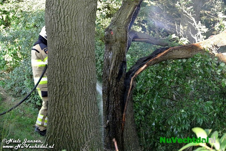 Video: Boom in brand op de Stokte te Dalfsen - Foto: Niels Jansen