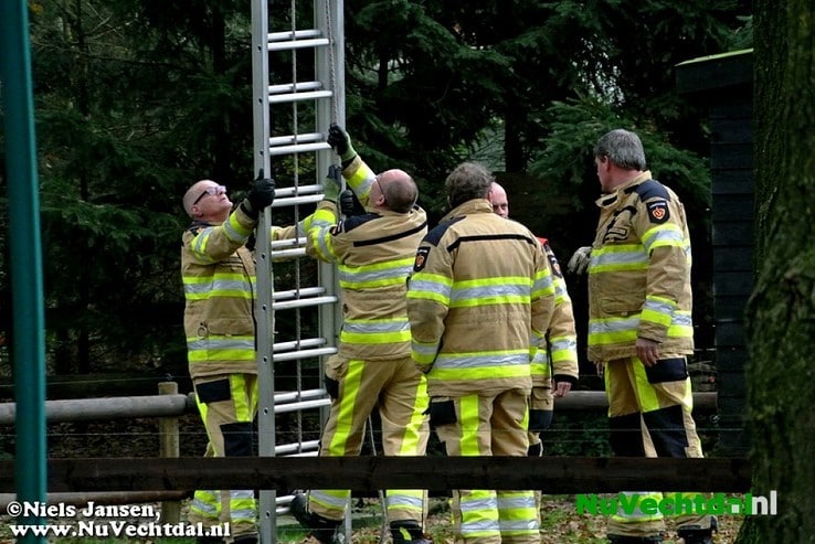 Brandweer Dalfsen haalt poes uit boom - Foto: Niels Jansen