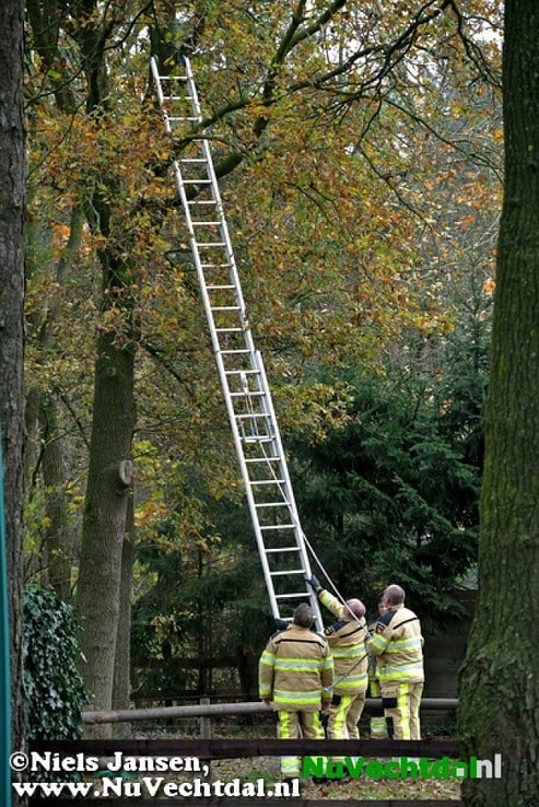 Brandweer Dalfsen haalt poes uit boom - Foto: Niels Jansen