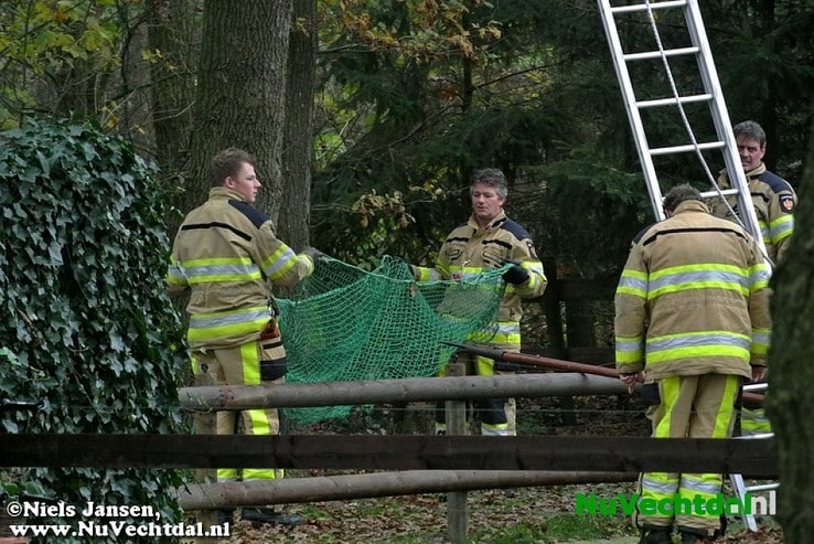 Brandweer Dalfsen haalt poes uit boom - Foto: Niels Jansen