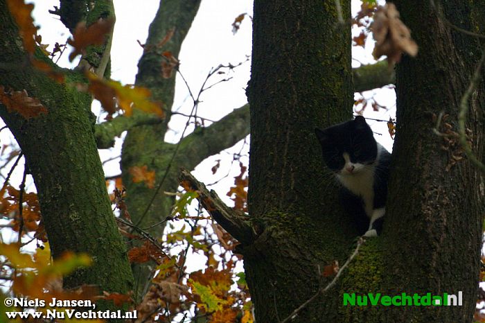 Brandweer Dalfsen haalt poes uit boom - Foto: Niels Jansen