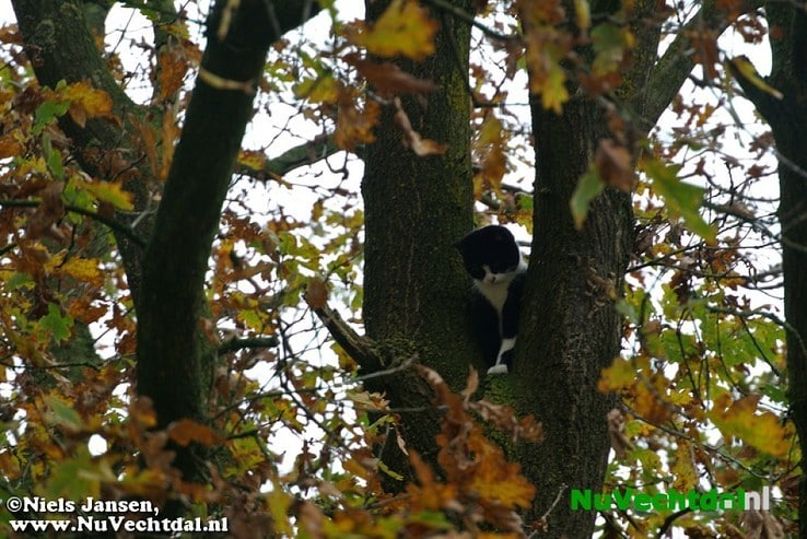 Brandweer Dalfsen haalt poes uit boom - Foto: Niels Jansen