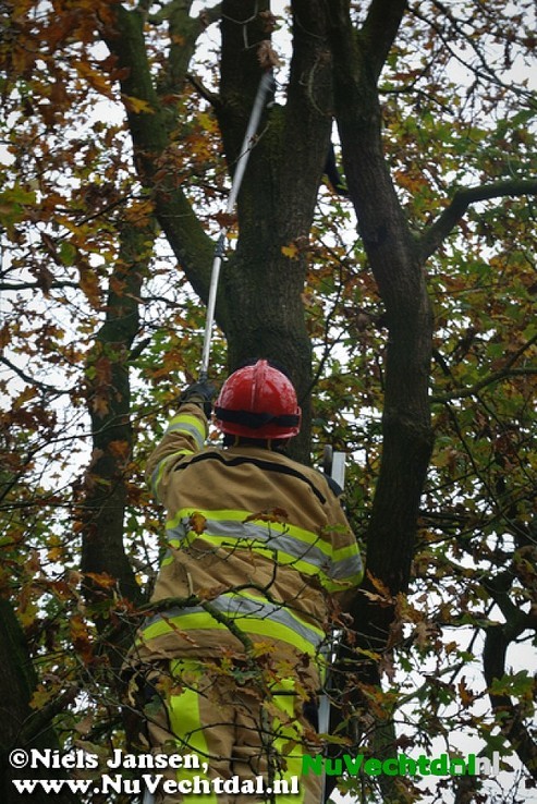 Brandweer Dalfsen haalt poes uit boom - Foto: Niels Jansen